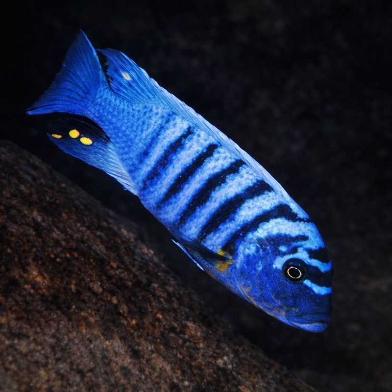 Maylandia fainzilberi 'Kakusa'